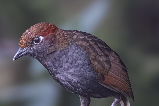 10 Days Birding Photo Tour From Andes to Amazon of Ecuador - Tour Inclusions and Exclusions
