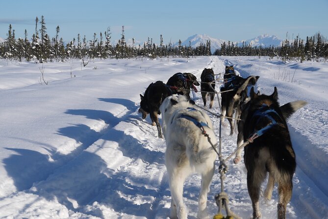 Dog Sledding With Alaskan Huskies Review - Meeting Point Details and Accessibility Features