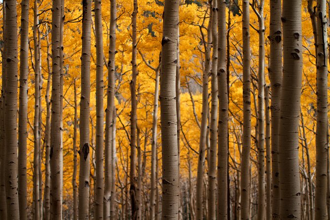 Forest Bathing and Meditation on Mt Lemmon - Health and Safety Considerations