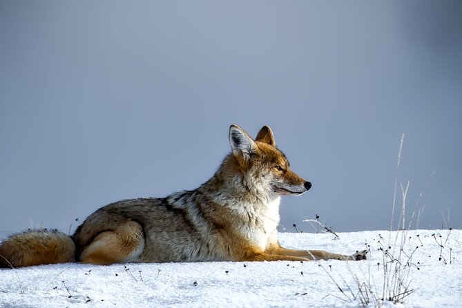 Guided Yellowstone Wildlife Tour - Lunch and Snacks