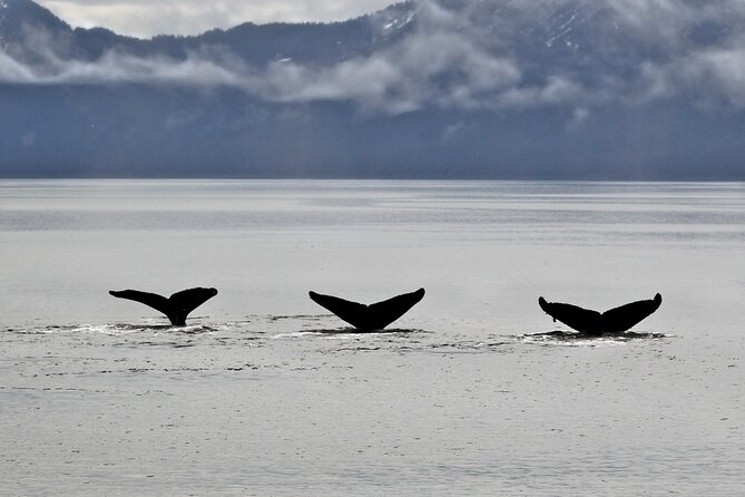 Half-Day Resurrection Bay & Wildlife Tour From Seward - Included in the Tour