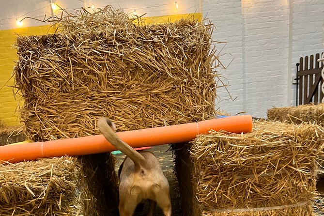 Hide & Seek Skills for Dogs at the Hay Filled New York City Barn - Frequently Asked Questions