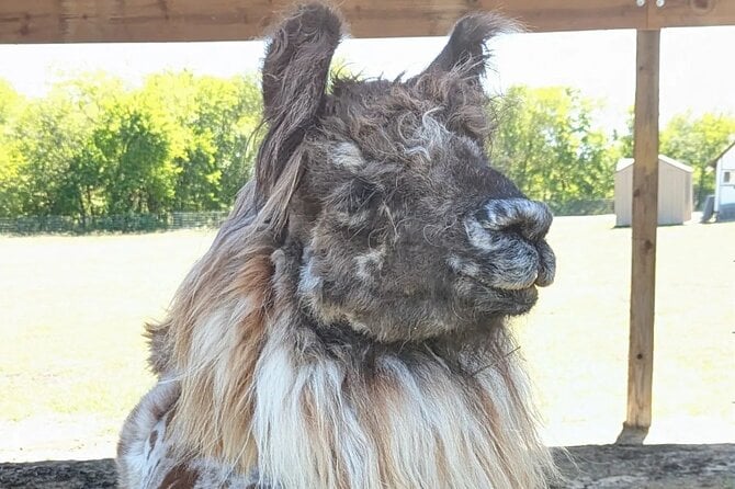 Llama Encounter at ShangriLlama Castle Review - Booking Process and Options Explained