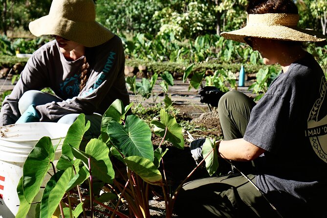 Maui Native Reforestation Experience Review - What to Expect in Terms of Physical Activity