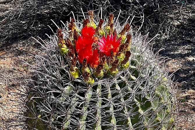 Peaceful Morning Walk Review: A Desert Delight - Tour Inclusions and Amenities