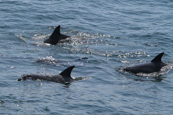 Private Charleston Dolphin Tour - Participant Information