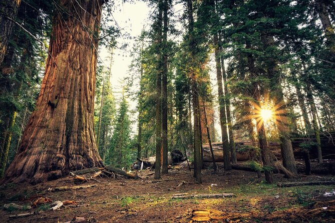 Private Day Tour to Yosemite National Park - Pickup and Drop-off