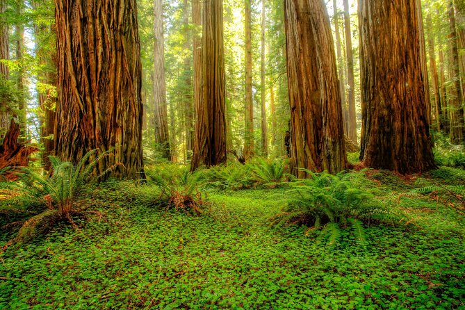 Redwood National and State Parks Self-Guided Audio Driving Tour - Features of the Audio Driving Tour