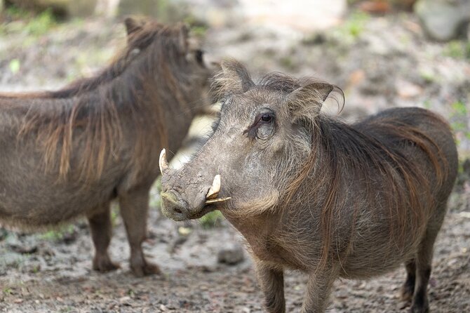 Skip The Line Central Florida Zoo Review - How to Maximize Your Visit: Tips and Tricks