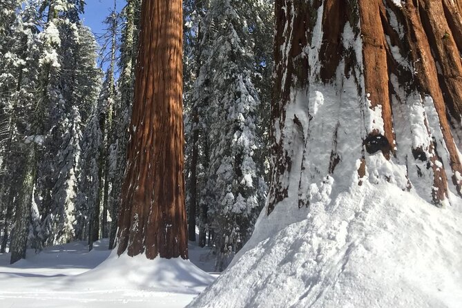 Small Group Sequoia Tour Review - Lunch Options and Food Quality