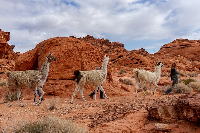 Valley of Fire Llama Hikes - Health and Safety Considerations