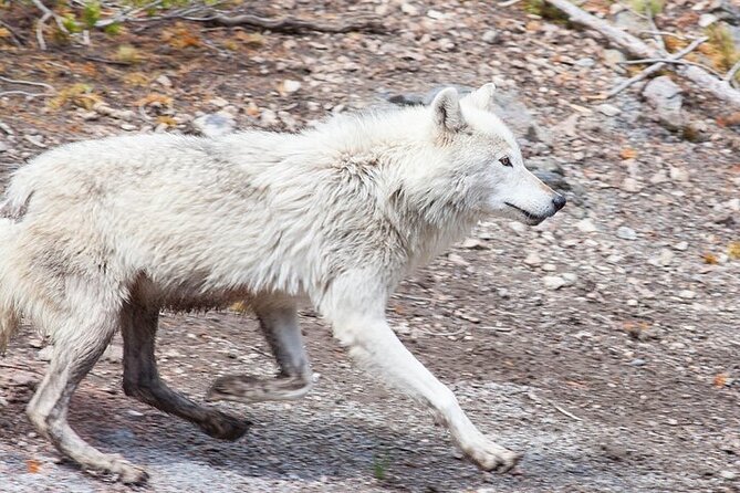 Yellowstone & Grand Teton Natl Parks Day Tour - Private Tour - Accessibility and Additional Information