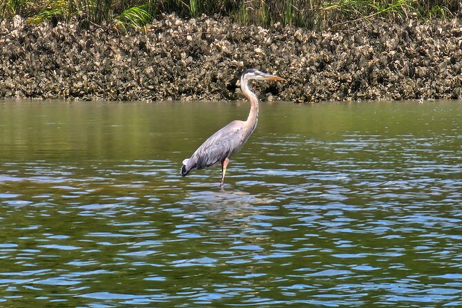 1 Hour Private Dolphin and Nature Tour - Tips for an Enjoyable Experience