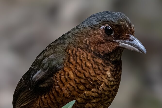 10 Days Birding Photo Tour From Andes to Amazon of Ecuador - Health and Accessibility Considerations