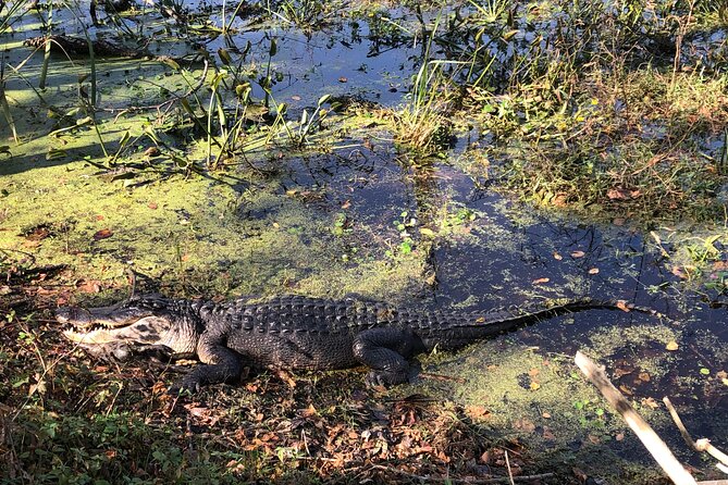 Brazos Bend Wildlife and Nature Tour - What to Expect at Brazos Bend State Park