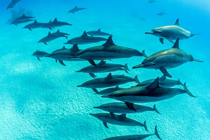 Discovery Scuba in Waikiki Under Water Adventures - Health and Safety Information