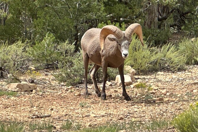 Grand Canyon Luxury Car Tour Review - Insights Into Accessibility and Participant Information