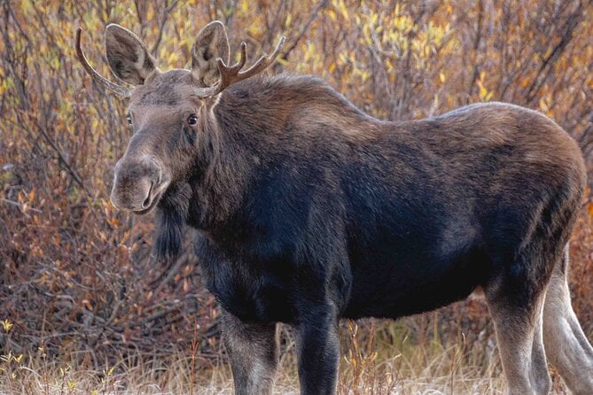 Guided Yellowstone Wildlife Tour - Meeting and Pickup