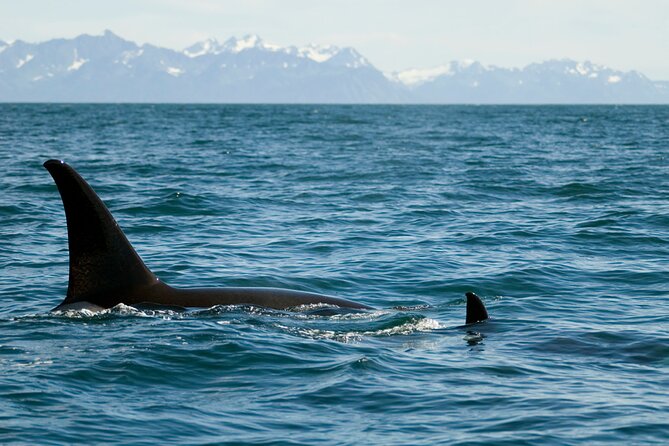 Half-Day Resurrection Bay & Wildlife Tour From Seward - Frequently Asked Questions