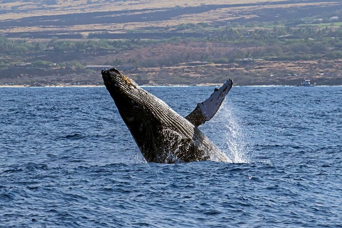 Humpback Whale Watching in Kona Review - Included Amenities and Refreshments