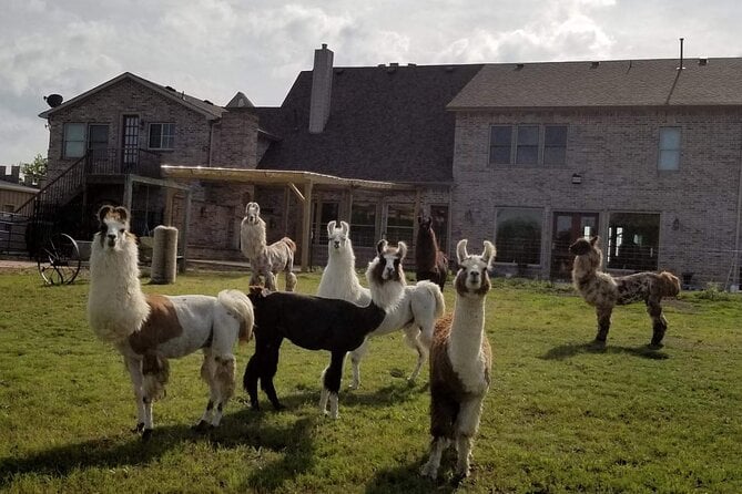 Llama Encounter at ShangriLlama Castle Review - What to Expect During Your Visit