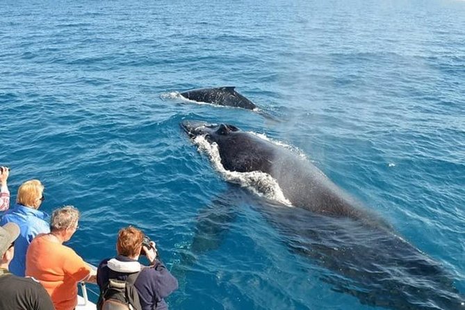Mirissa Whale Watching, Stilt Fishing & Turtle Tour From Colombo - Transportation and Comfort