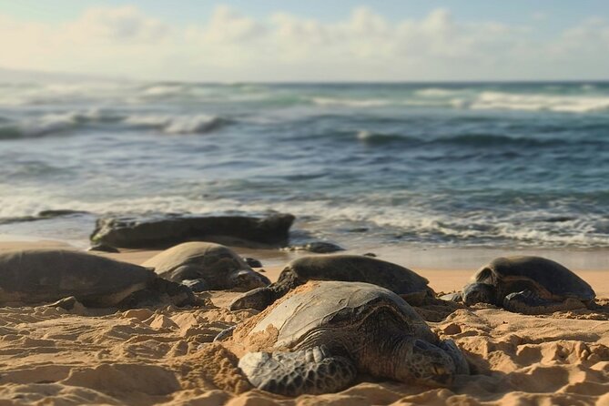 PRIVATE TOUR-Ultimate North Shore Experience - Private Tour Experience