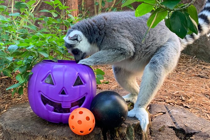 Skip The Line Central Florida Zoo Review - Review of Zoo Highlights and Must-See Exhibits