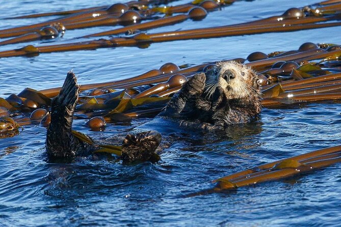 Whale Watching + Deception Pass Tour Review - Meeting the Age and Health Requirements