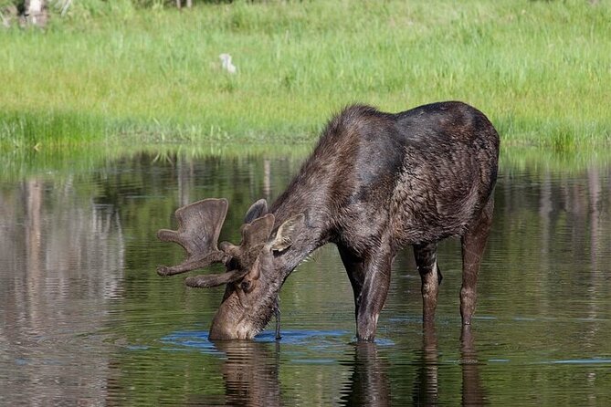Yellowstone & Grand Teton Natl Parks Day Tour - Private Tour - Customer Feedback