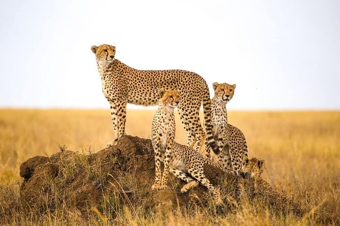 5-Days Private Safari in Tanzania With Pick up - Inclusions and Exclusions