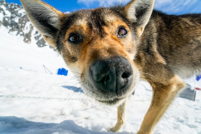 Alaska Helicopter and Glacier Dogsled Tour - SEWARD AREA - Booking Your Adventure