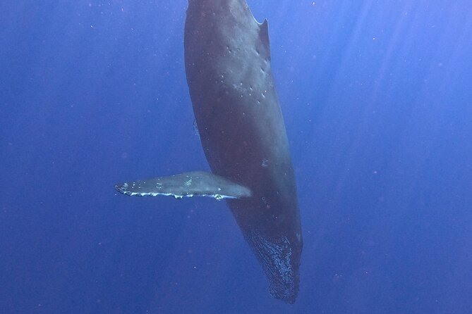 Humpback Whale Watching in Kona Review - Accessibility and Traveler Recommendations