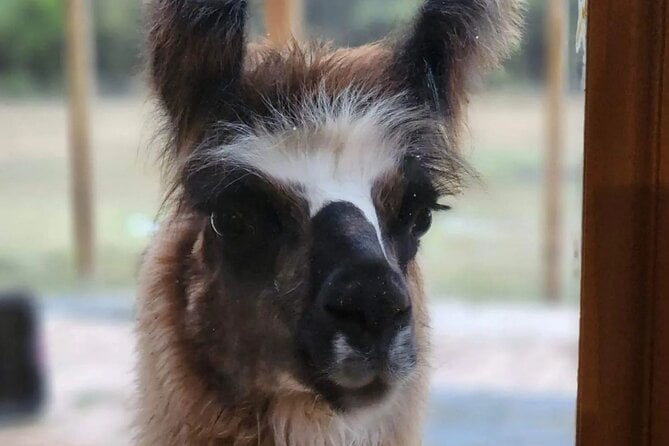 Llama Encounter at ShangriLlama Castle Review - Accessibility and Visitor Requirements