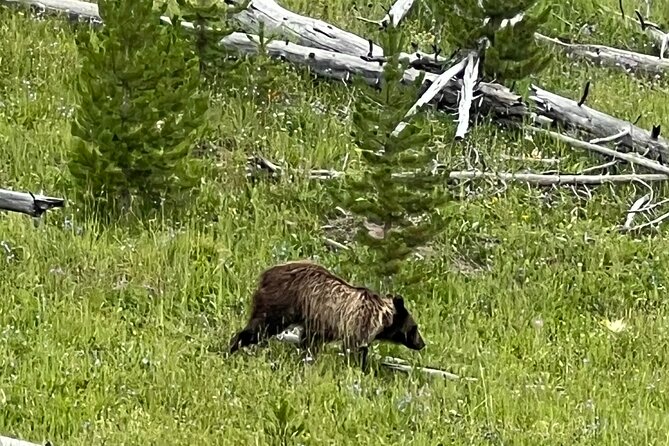Luxury Grand Loop Tour of Yellowstone National Park - Memorable Experiences