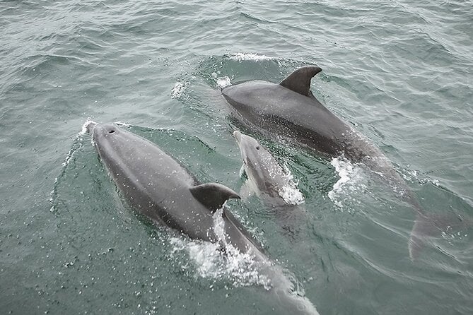 Myrtle Beach Sunset Dolphin Cruise Review - How to Get the Most Out of Your Cruise Experience
