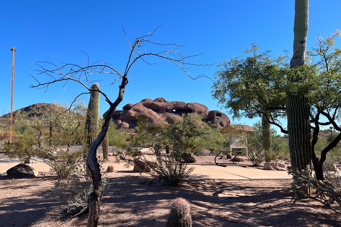 Peaceful Morning Walk Review: A Desert Delight - Review Highlights and Guest Experiences