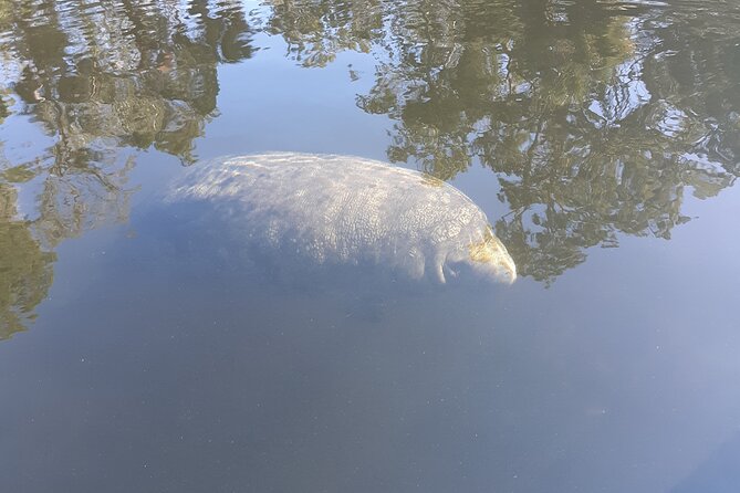 Private Chassahowitzka River Exploration Kayak Tour - What to Expect on the Tour