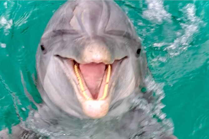 Private Dolphin Cruise in Panama City Beach - Frequently Asked Questions