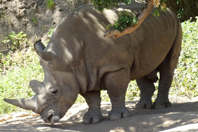 Private Tour of Sonoma Wild Safari Animal Park and Sonoma Redwoods - Meeting Location and Transportation