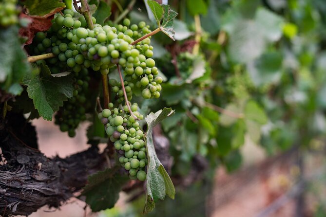 Private Vineyard Tour and Wine Tasting - Booking and Availability