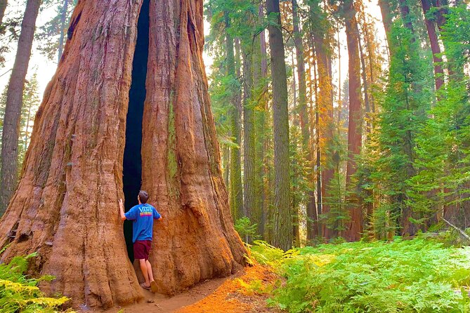 Small Group Sequoia Tour Review - Features of the Complimentary Sequoia Growing Kit