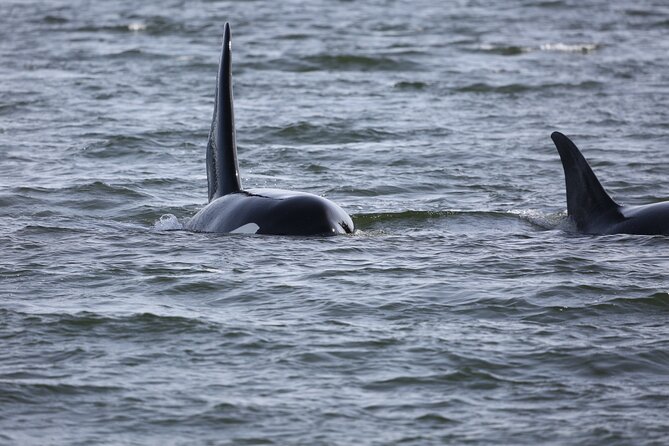 Whale Watching + Deception Pass Tour Review - Navigating Weather and Dress Recommendations