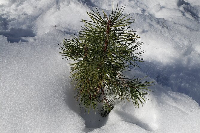 Womens Snowshoeing in Rocky Mountain National Park for Beginners - Pricing and Reservation Information