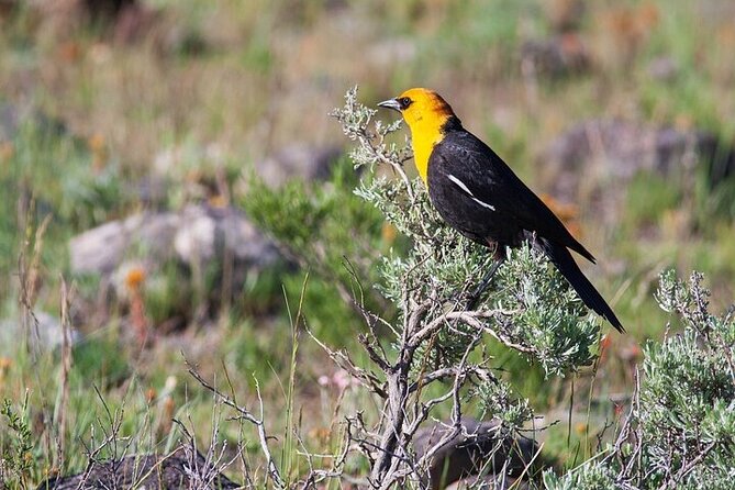 Yellowstone & Grand Teton Natl Parks Day Tour - Private Tour - Wildlife Sightings