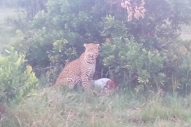 6 Days Safari to Samburu N/R, Aberdare N/P, Nakuru N/P and Maasai Mara N/R.