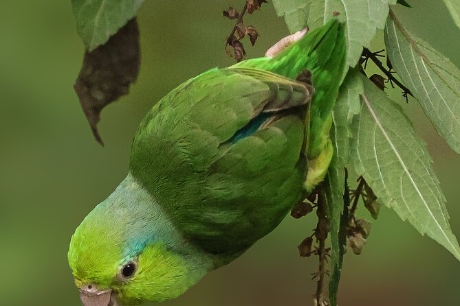 10 Days Birding Photo Tour From Andes to Amazon of Ecuador - Additional Tour Information