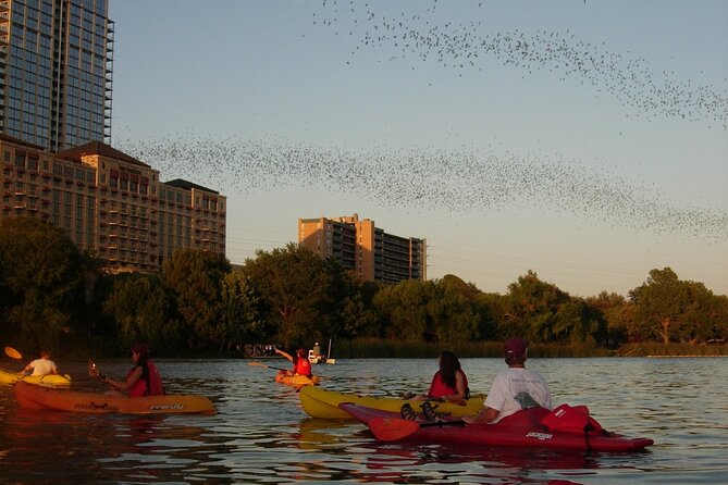 Evening Bat Watching Kayak Tour Review - Tips for a Better Experience on the Tour