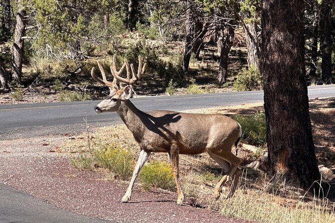 Grand Canyon Luxury Car Tour Review - Evaluating the Value for Money of the Tour