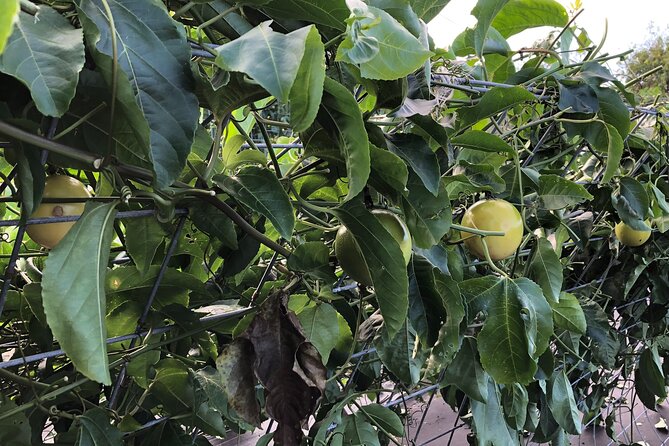 Hamakua Coast Farm Small-Group Walking and Tasting Tour - Traveler Reviews and Feedback